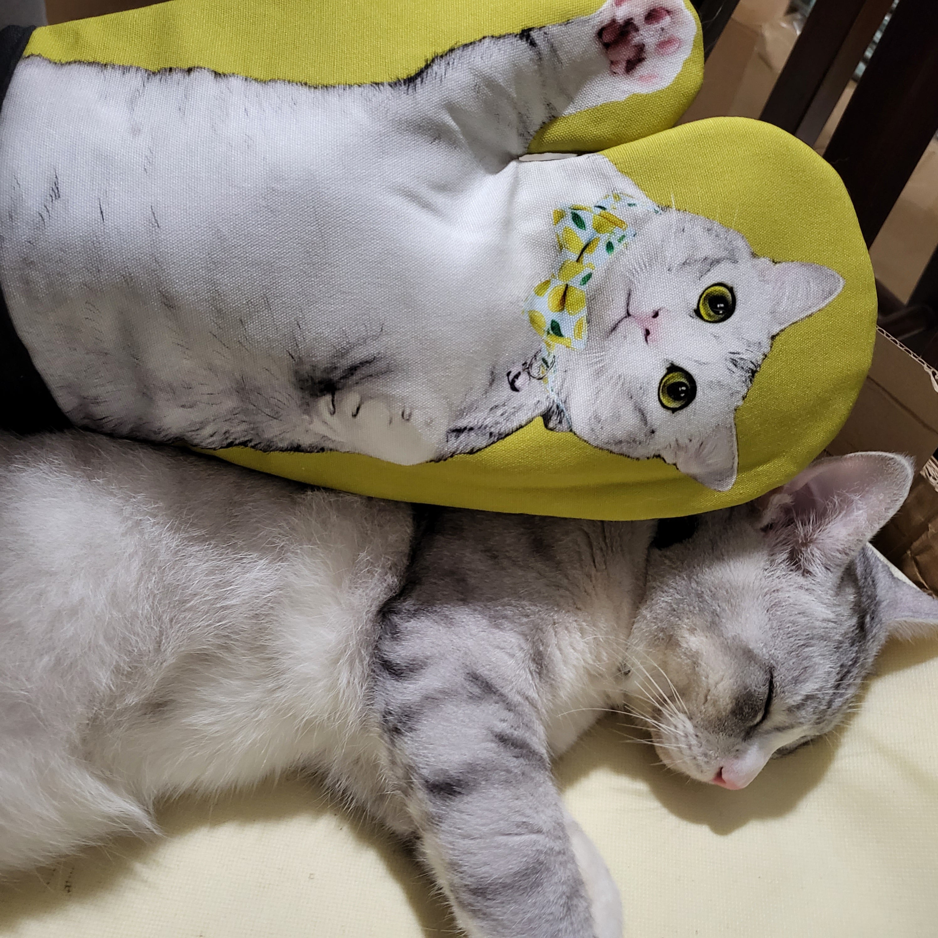Manique Chats de boutique
